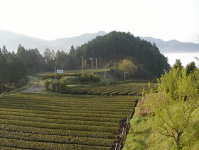 茶園の様子