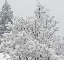 雪のカエデ