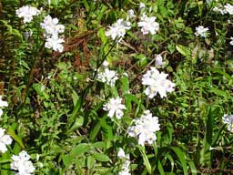 秘密の花園・フライフィッシング