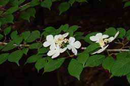 宮崎県上鹿川や福岡市近郊でのフライフィッシング。山法師の花が咲いています。