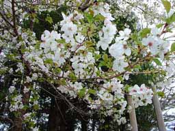 白くて大きな花びらの桜