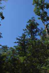 三里河原最上部の大きな木と青空