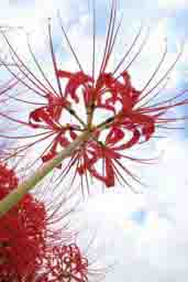 曼珠沙華 曼珠沙華