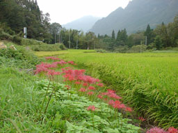 上鹿川アルバム・あぜ道の曼珠沙華