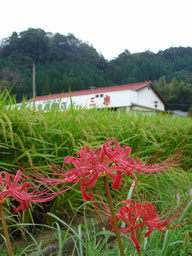 上鹿川アルバム・奈須商店と曼珠沙華