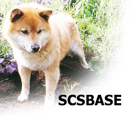 images/scsbase-logo.jpg