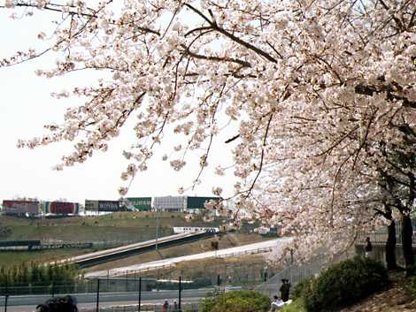 Cherry Blossom in Suzuka