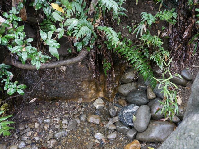 ���{�̗N����