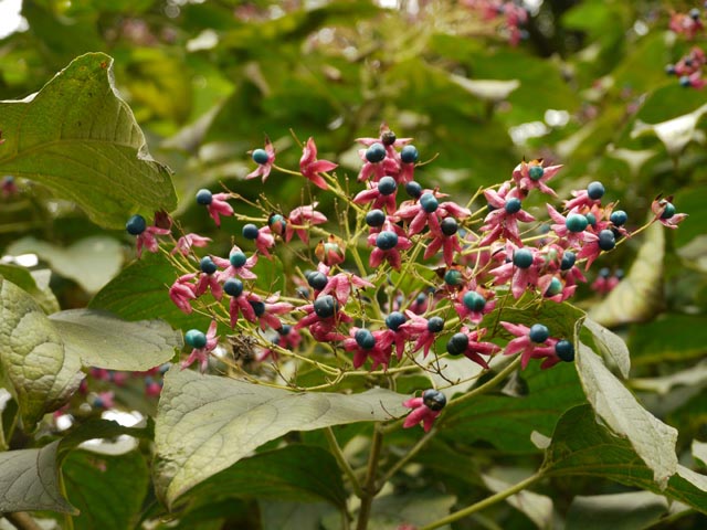 �N���߂��Ō������Ď�