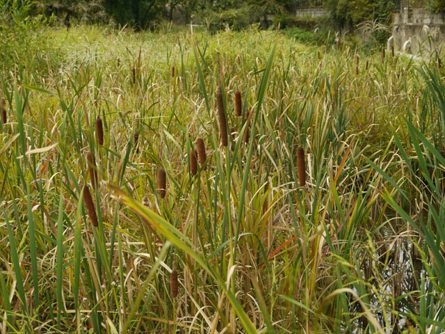 ���Βn���̎��n��̕����Ō���ꂽ���܂̕�