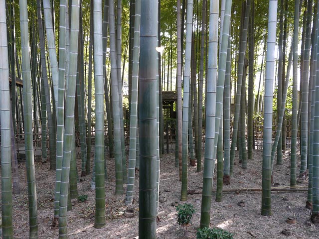 珈琲 菩提樹の窓からの景色