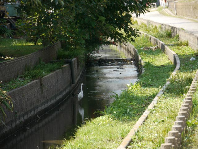 用水に白鷺が