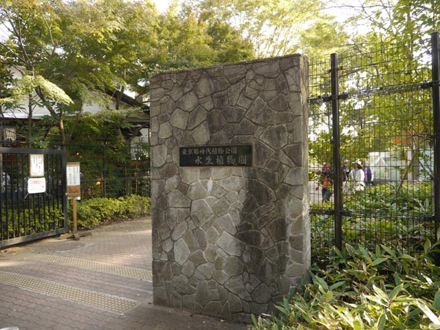 神代植物公園 水生植物園