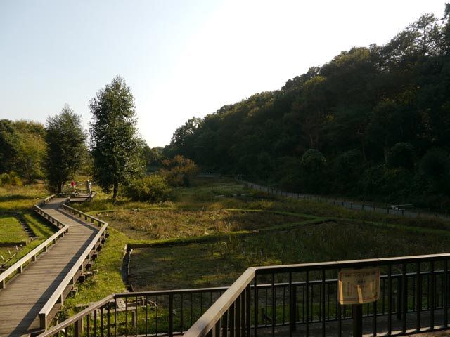 神代植物公園 水生植物園